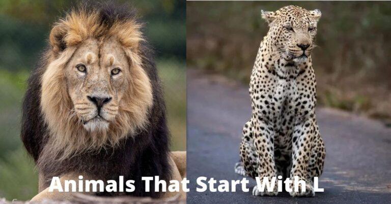 Know About Top 8 Animals That Start With L