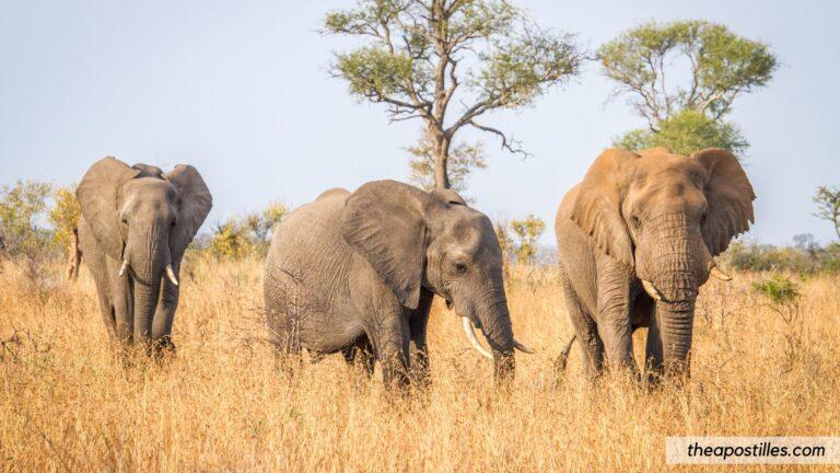 Exploring the Wonders of Nature: National Parks Across the Globe