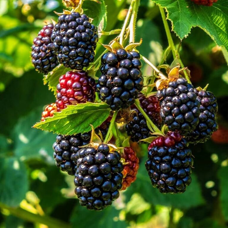 The Health Benefits of Blackberries for Men