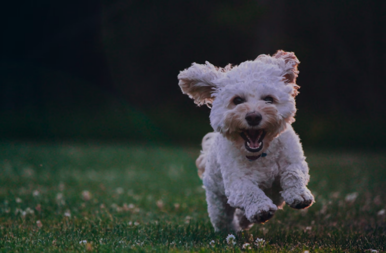 Supporting Local: Why Choosing Paparazzi Poodles Benefits Greencastle’s Economy